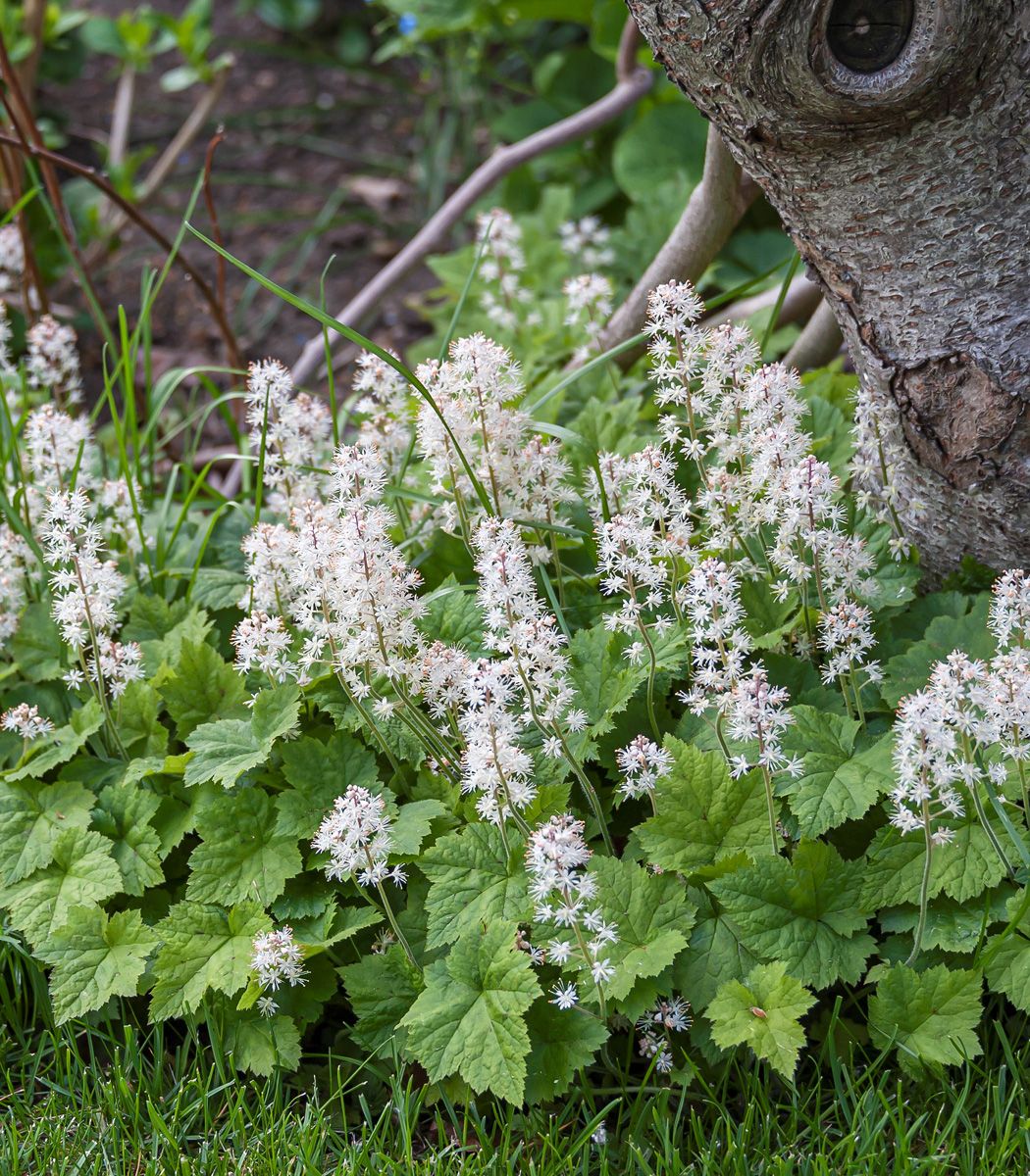 Schaumblüte, Tiarella cordifolia