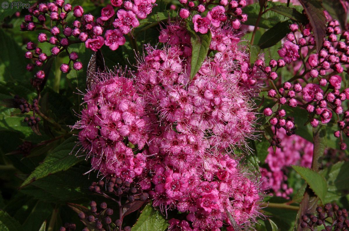 Bunte Sommerspiere Genpei (Syn. Shirobana) Bunte Sommerspiere Genpei (Syn. Shirobana)