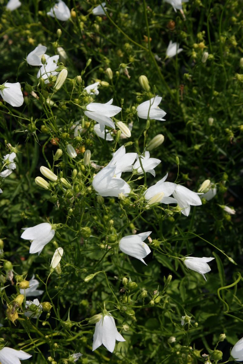 Rundblättrige Glockenblume White Gem