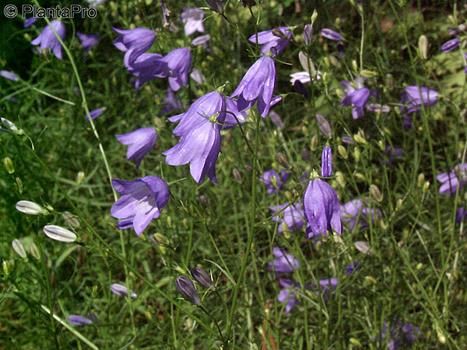 Rundblättrige Glockenblume