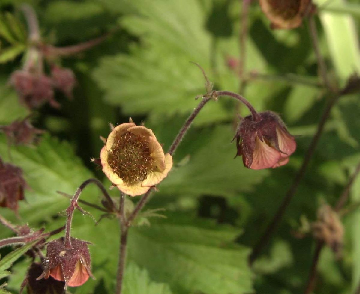 Bachnelkenwurz, Bachrösle, Kapuzinerle, Sumpfbenedikte Bachnelkenwurz, Bachrösle, Kapuzinerle, Sumpfbenedikte