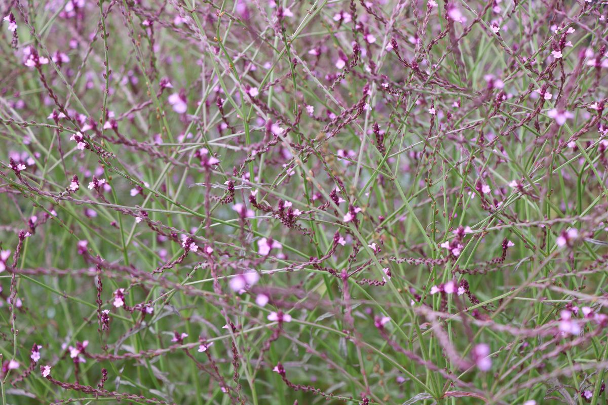 Purpurblättriges Eisenkraut Bampton