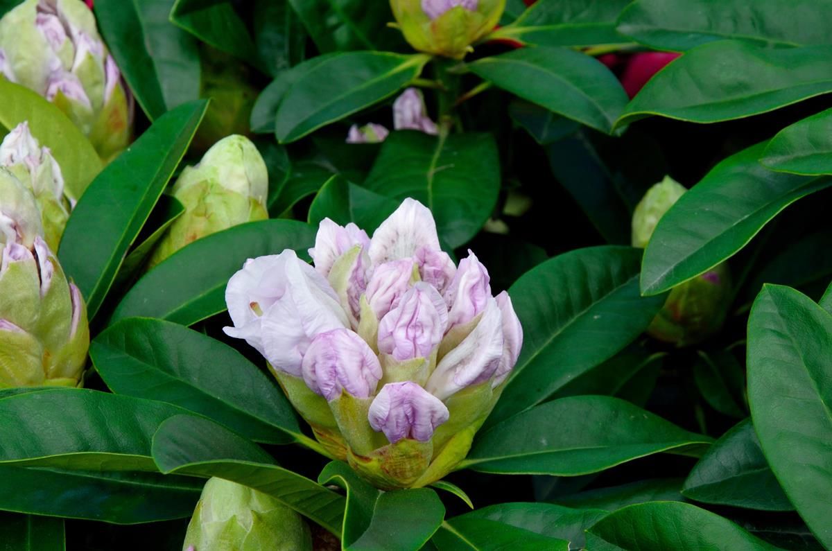 Rhododendron Marsalla, Rhododendron hybr. Marsalla | Hauenstein AG