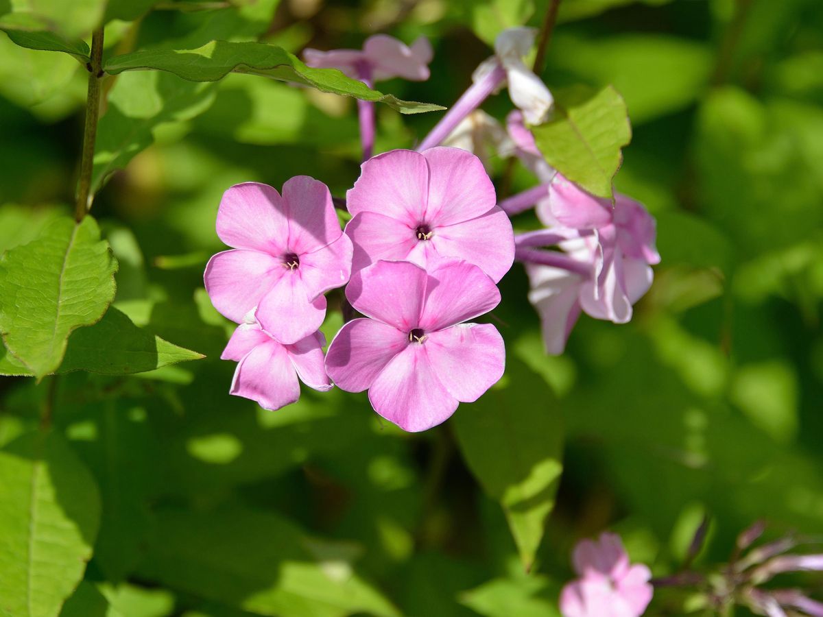 Grossblattphlox Minnehaha