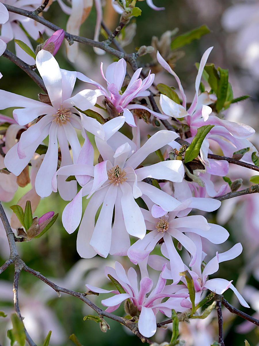 Magnolie Leonard Messel
