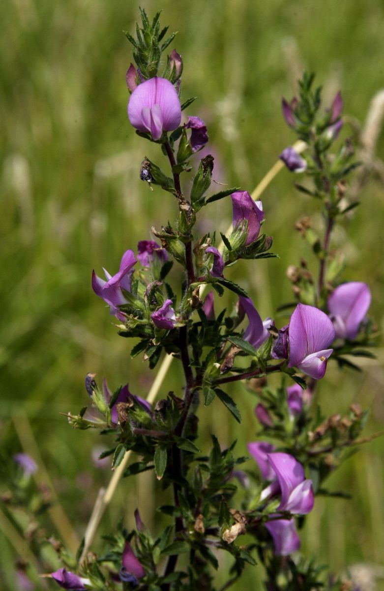 Kriechende Hauhechel Kriechende Hauhechel