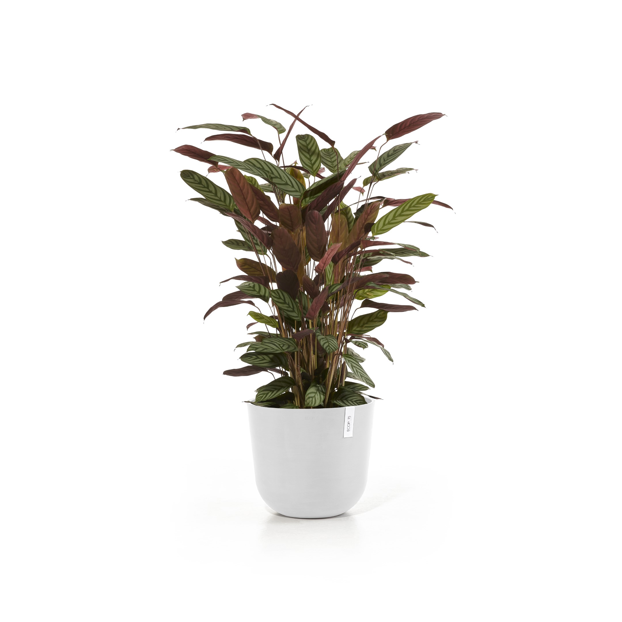 Ecopots Oslo