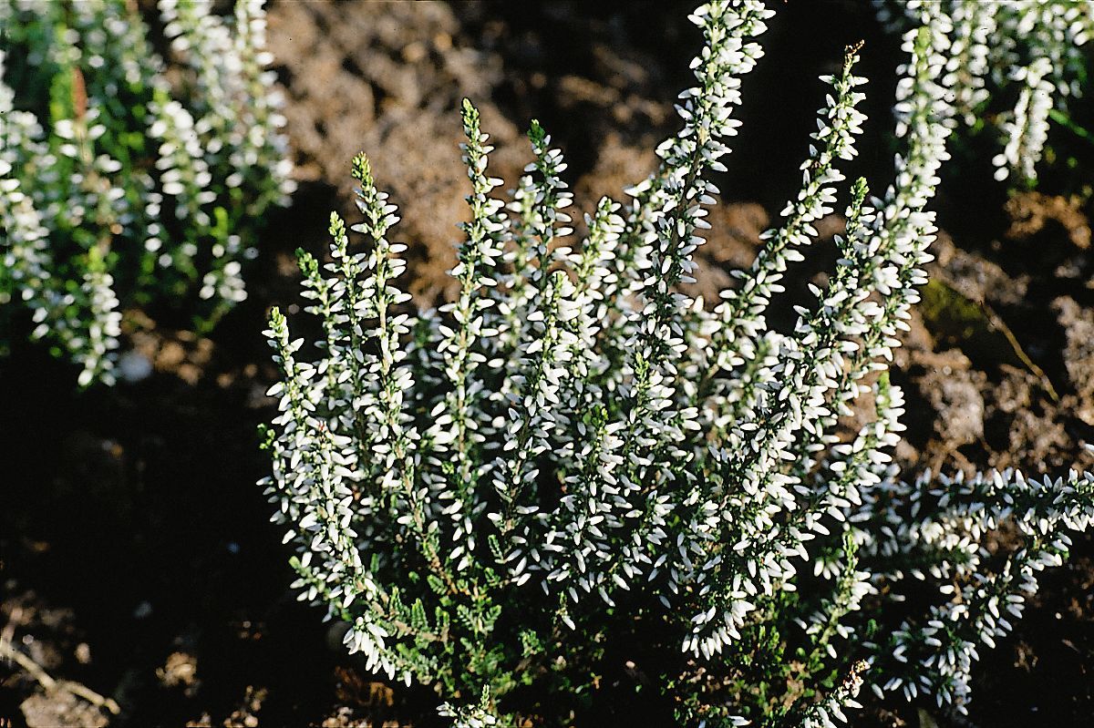 Besenheide Melanie