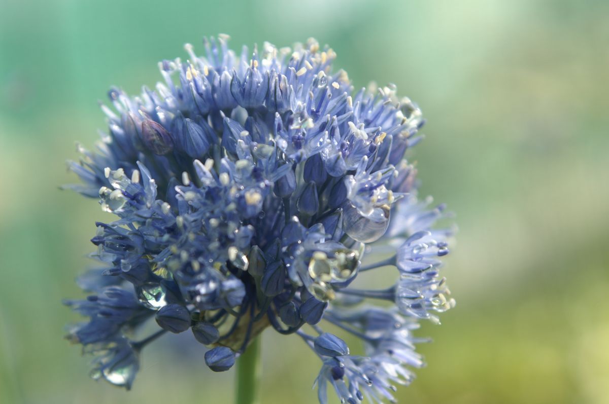 Blaulauch, Enzianlauch