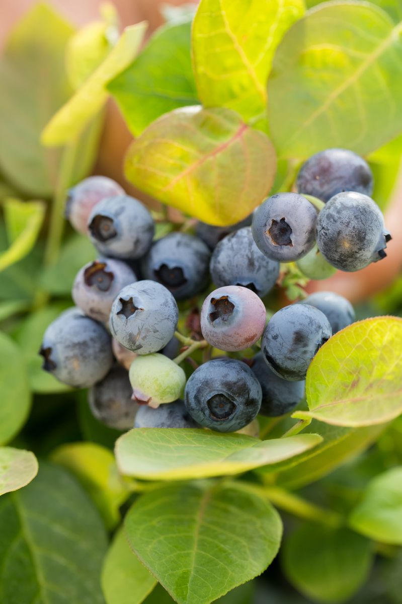 Peach Sorbet Zwergheidelbeere, Brazelberry(R) Peach Sorbet Zwergheidelbeere, Brazelberry(R)