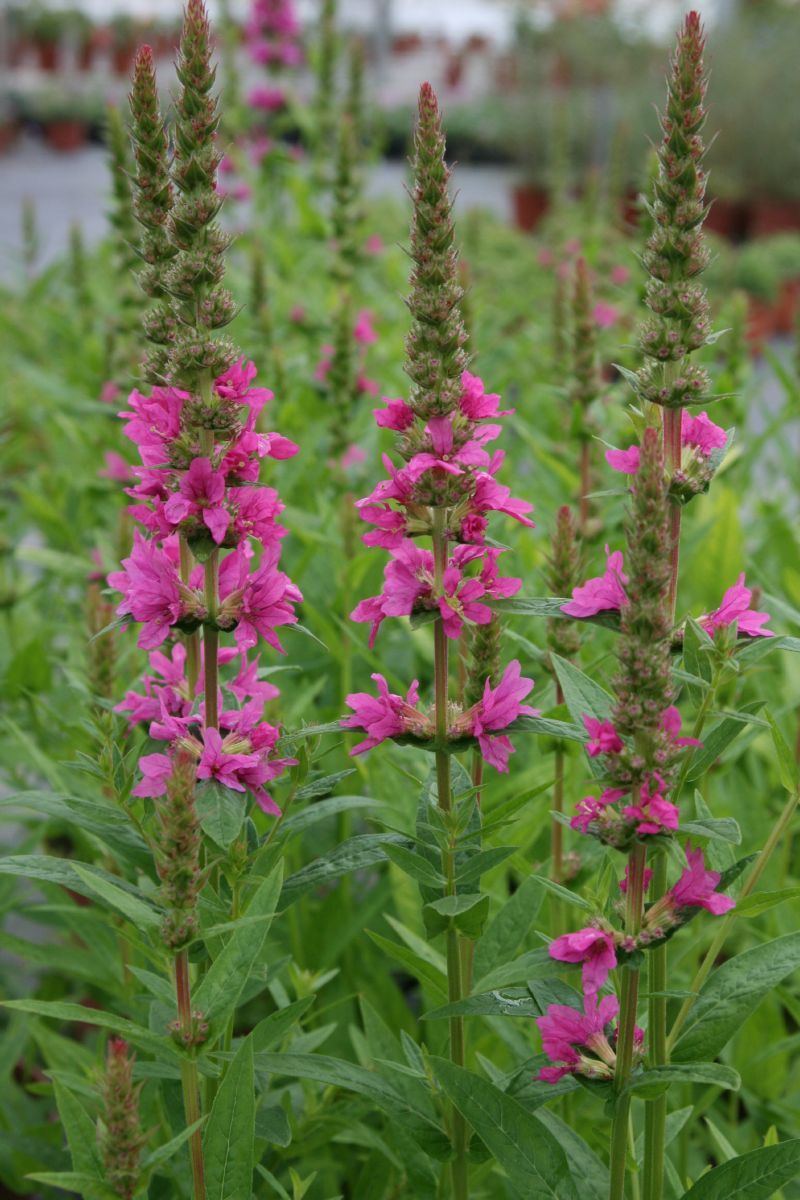 Blutweiderich Little Robert Blutweiderich Little Robert