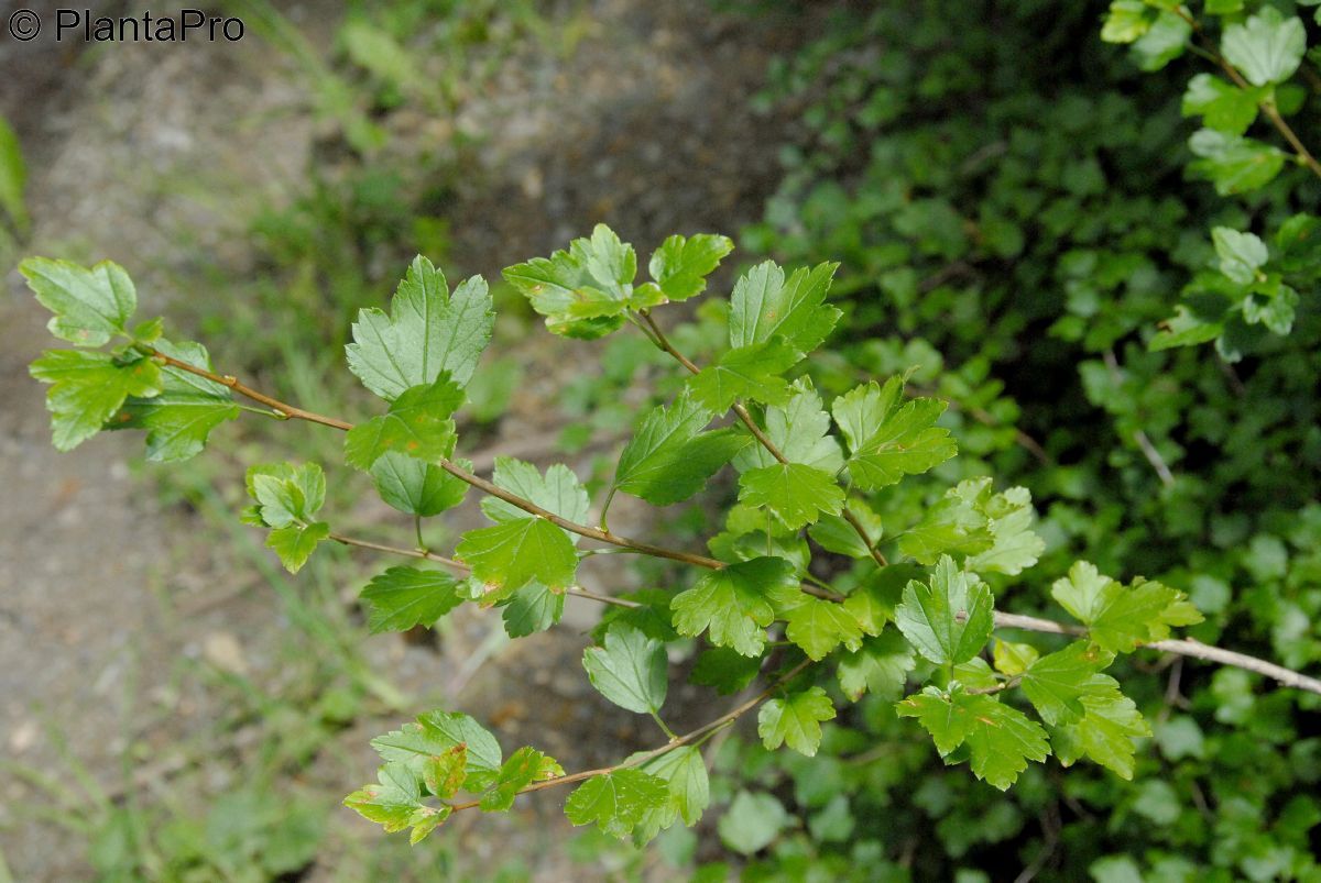 Alpenjohannisbeere