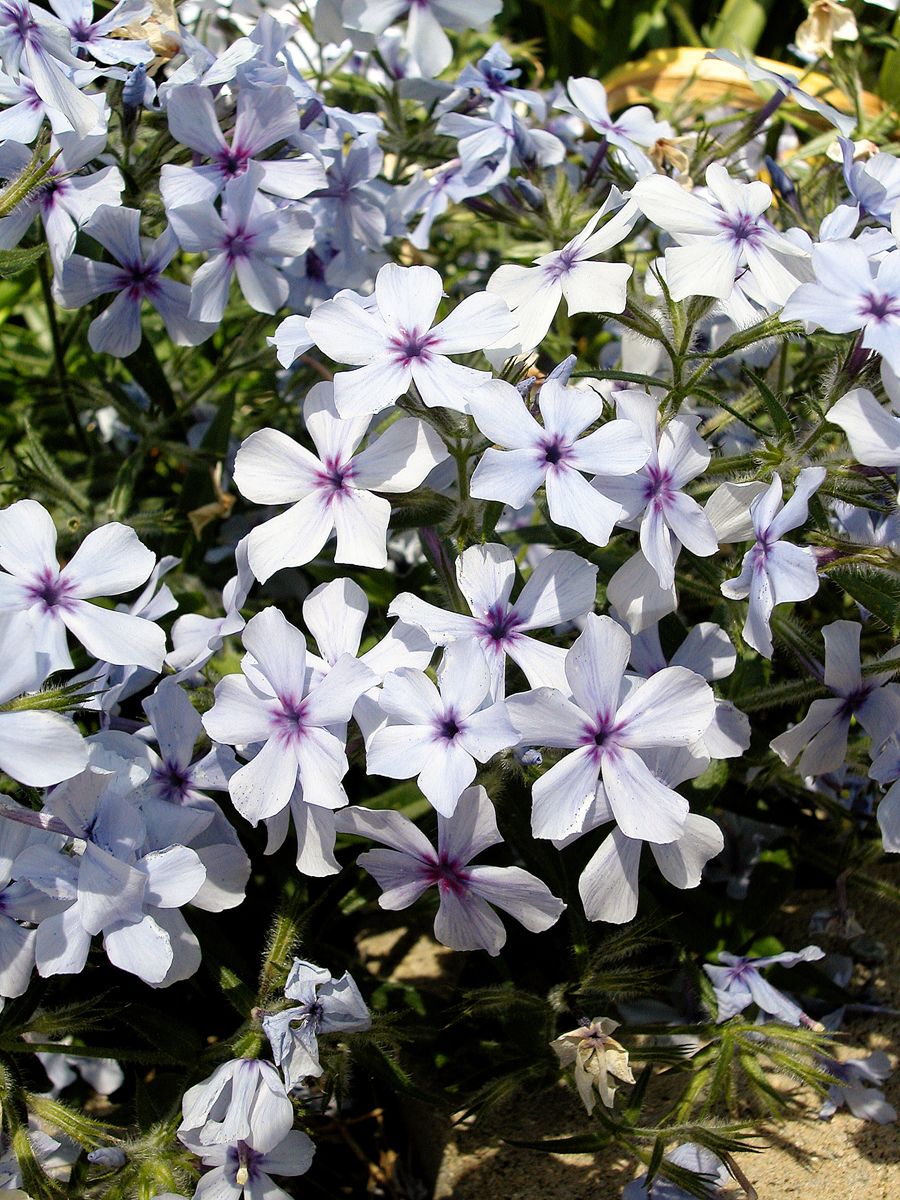 Kanada-Flammenblume Chattahoochee