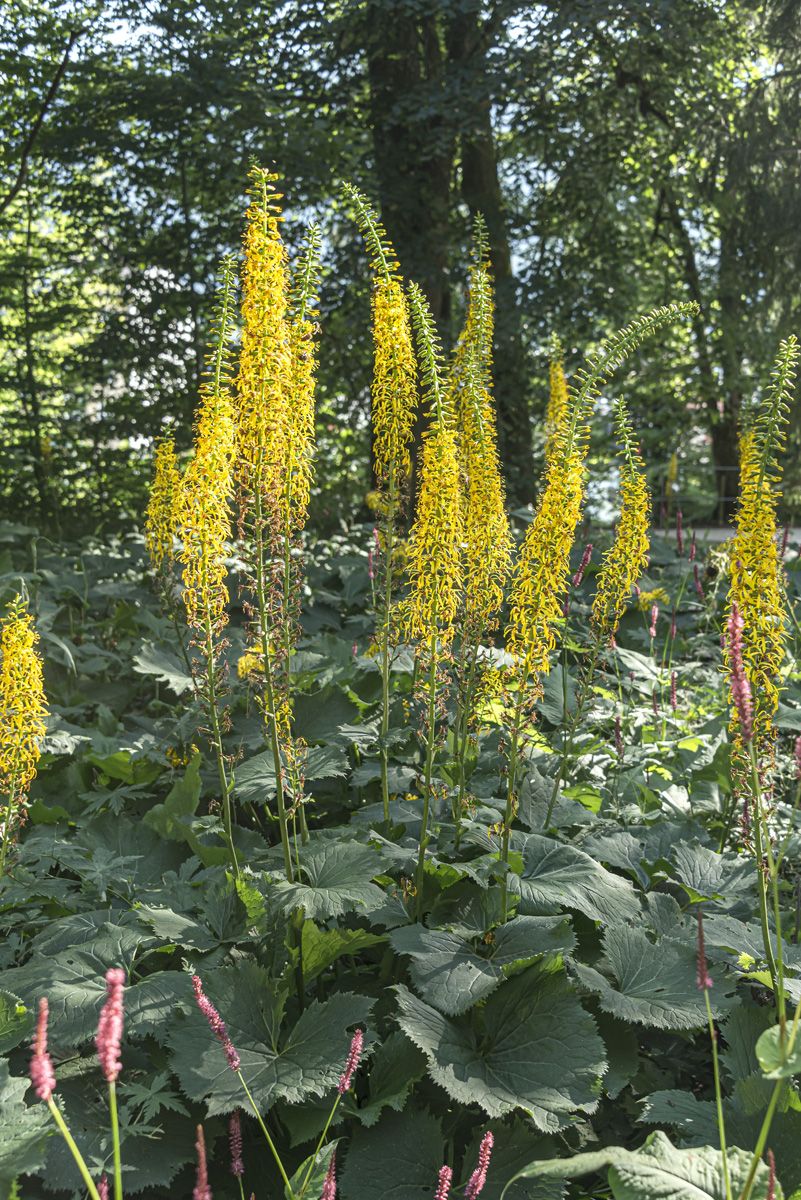 Goldkolben, Greiskraut Zepter