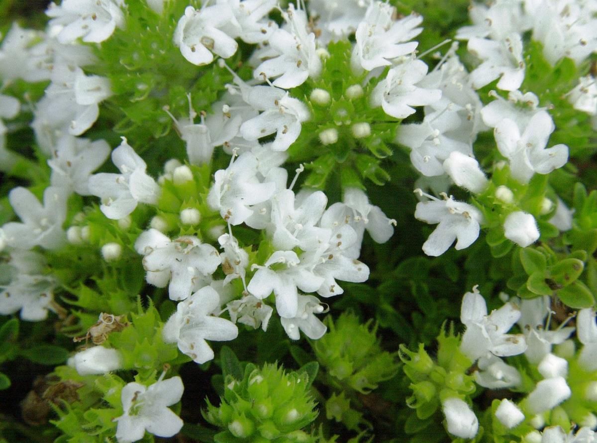 Polsterthymian Albiflorus