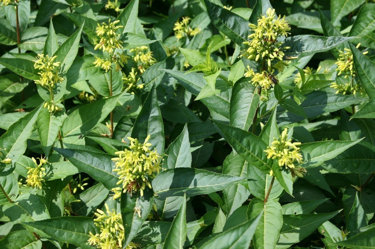 Buschgeissblatt Buschgeissblatt