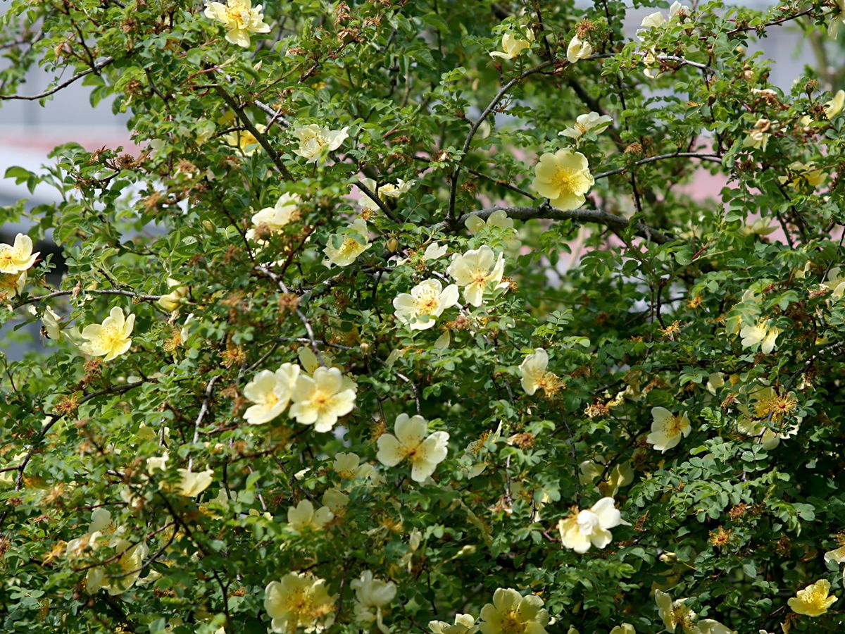 Rosa hugonis Strauchrose/Wildrose