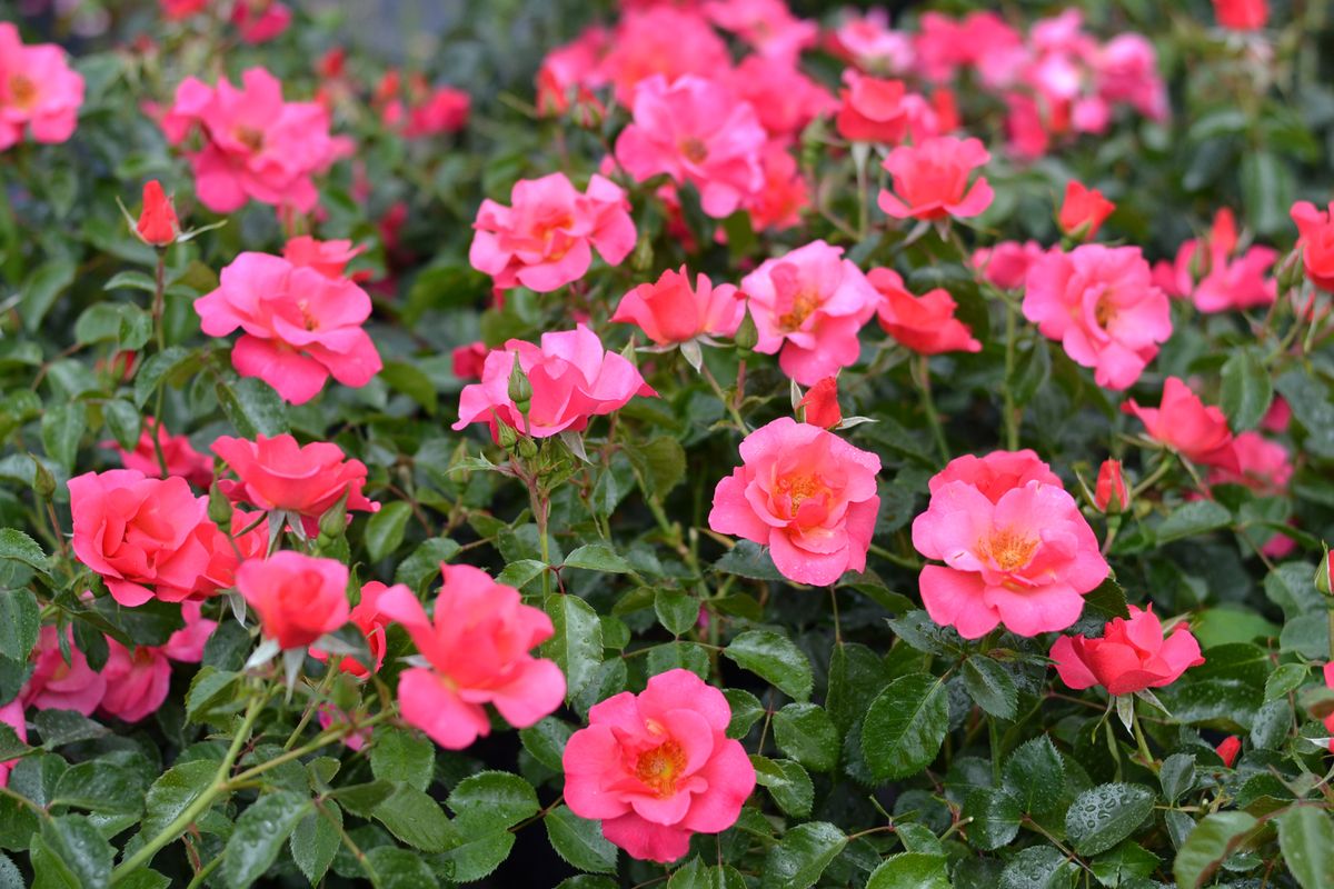 Hoppla® Boden-/Flächendeckende Rose