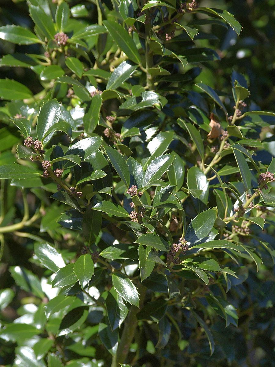 Heckenstechpalme Heckenpracht® Heckenstechpalme Heckenpracht®