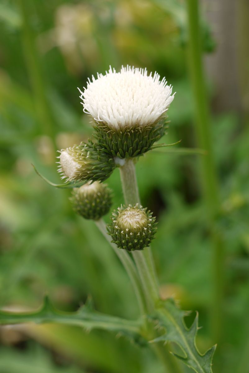 Bach-Kratzdistel Frosted Magic