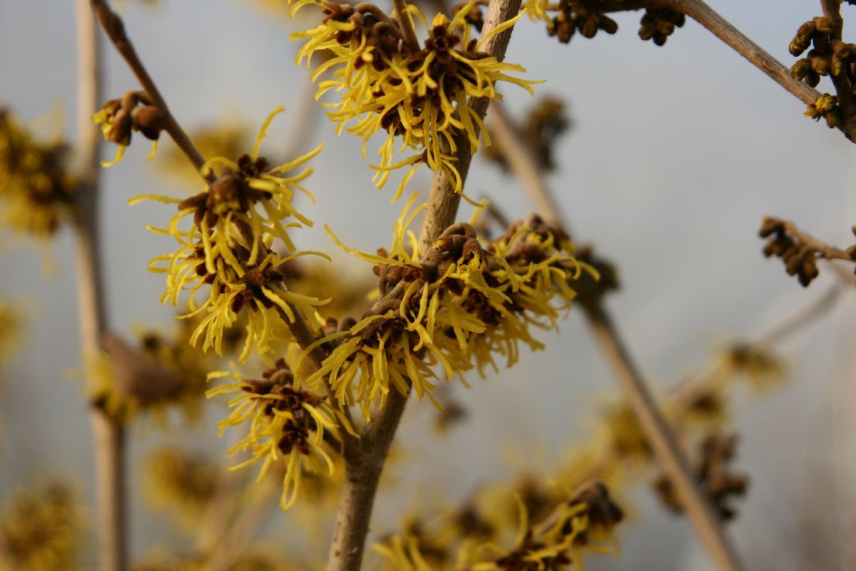 Zaubernuss Westerstede Zaubernuss Westerstede