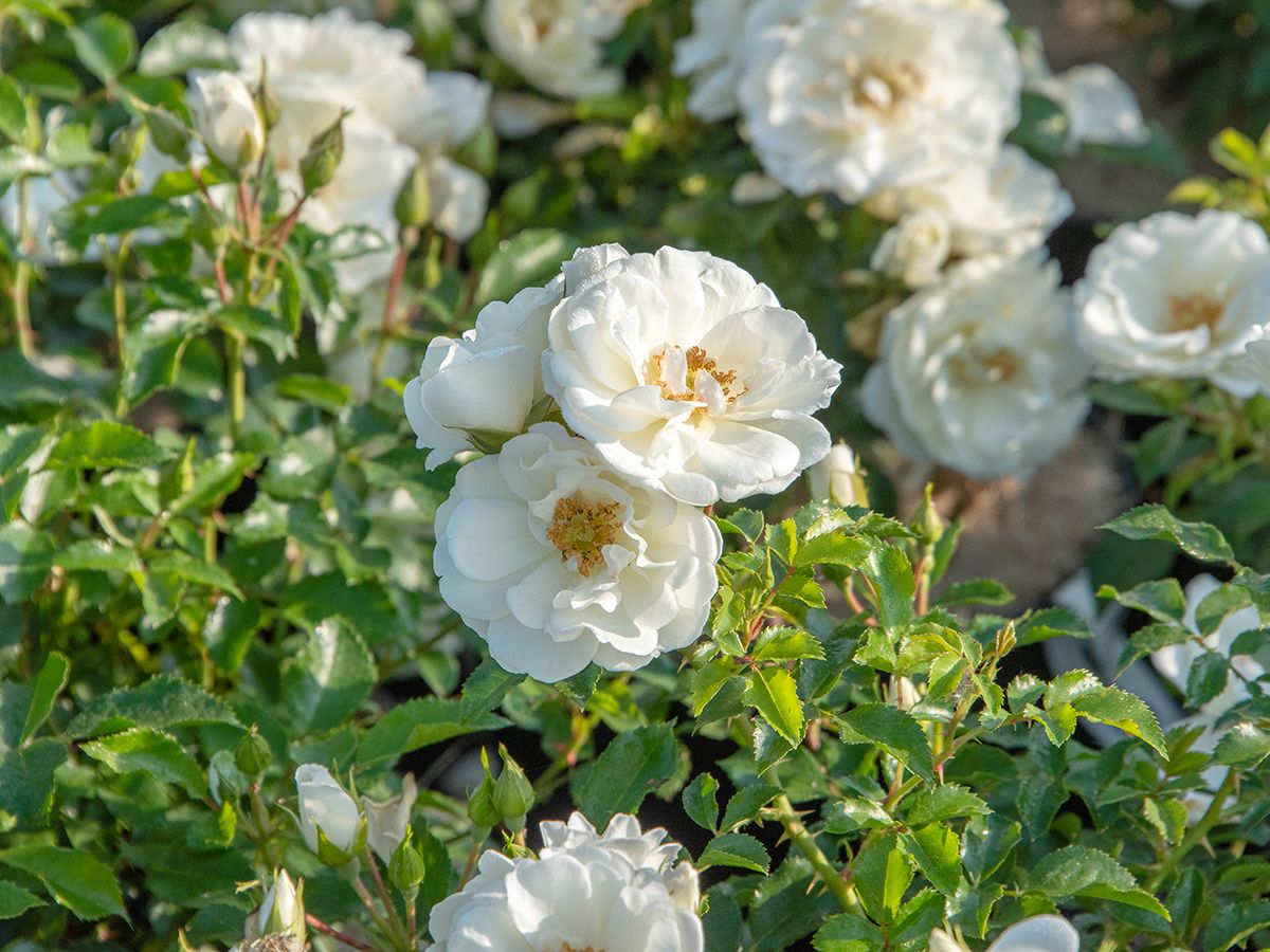 Robustes Rosen Dreierlei