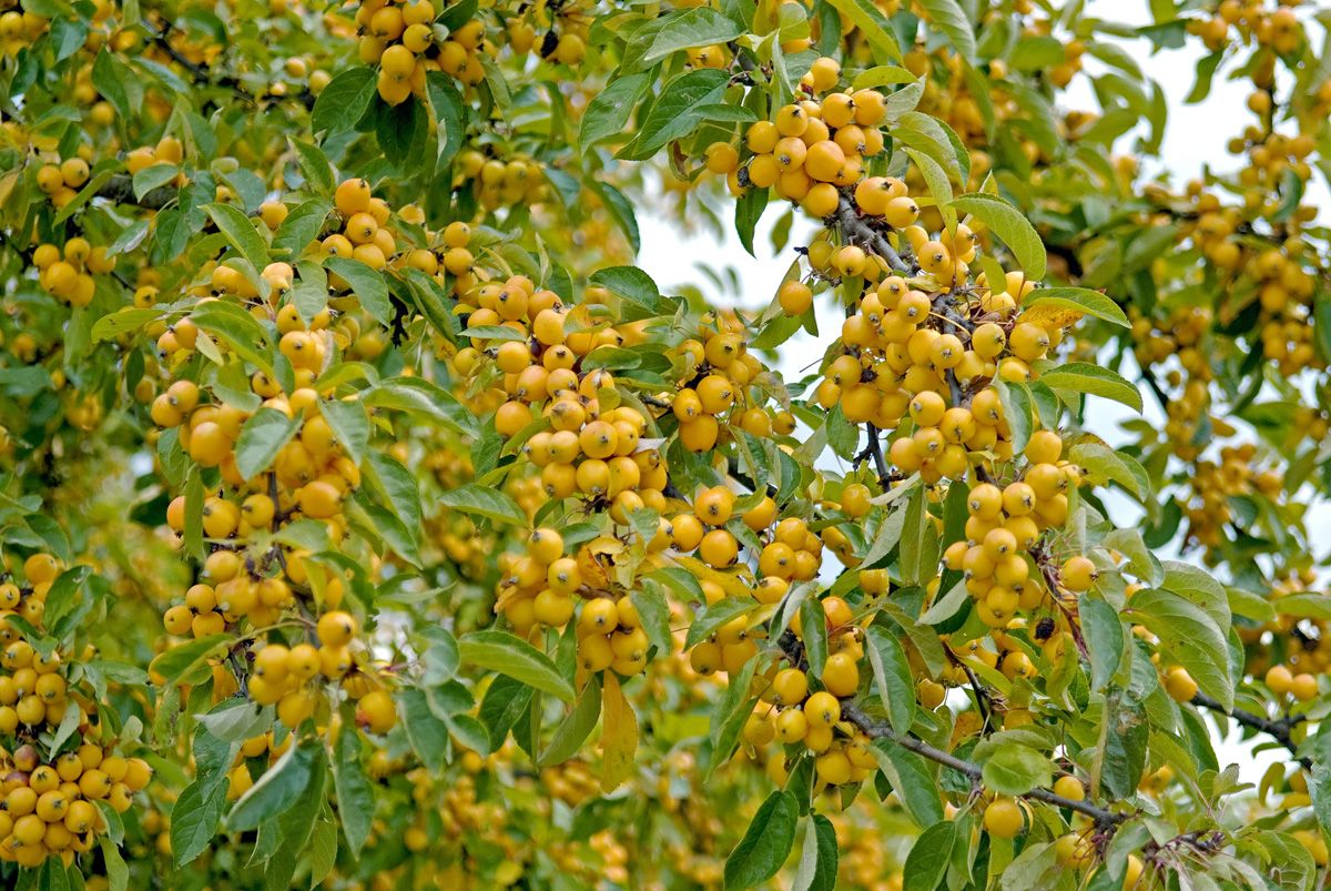 Zierapfel Golden Hornet Zierapfel Golden Hornet