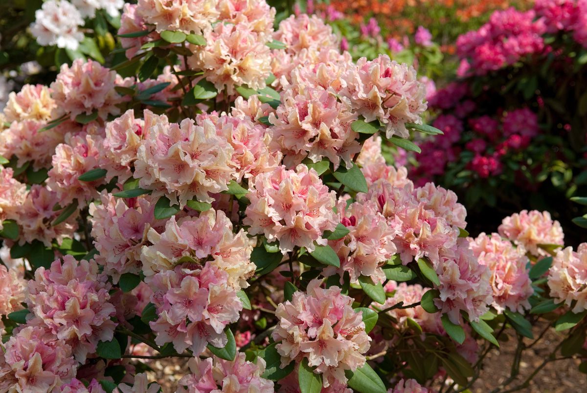 Rhododendron Brasilia