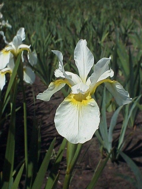 Sibirische Schwetlilie White Swirl