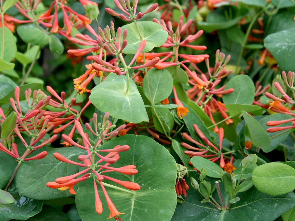 Geissblatt Dropmore Scarlet