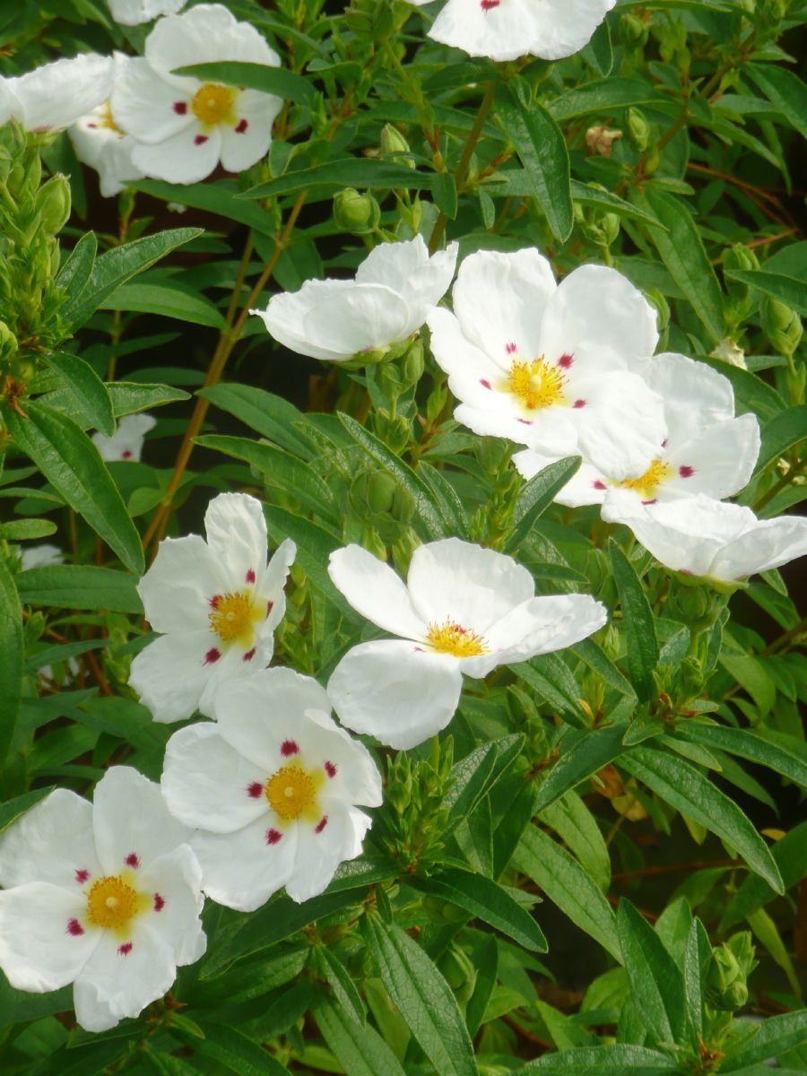 Zistrose Decumbens Zistrose Decumbens