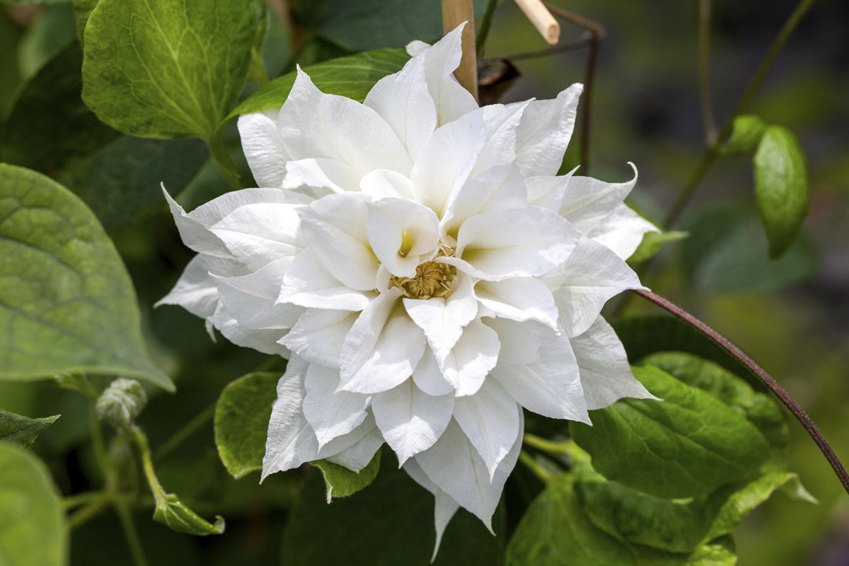 Waldrebe Duchess of Edinburgh