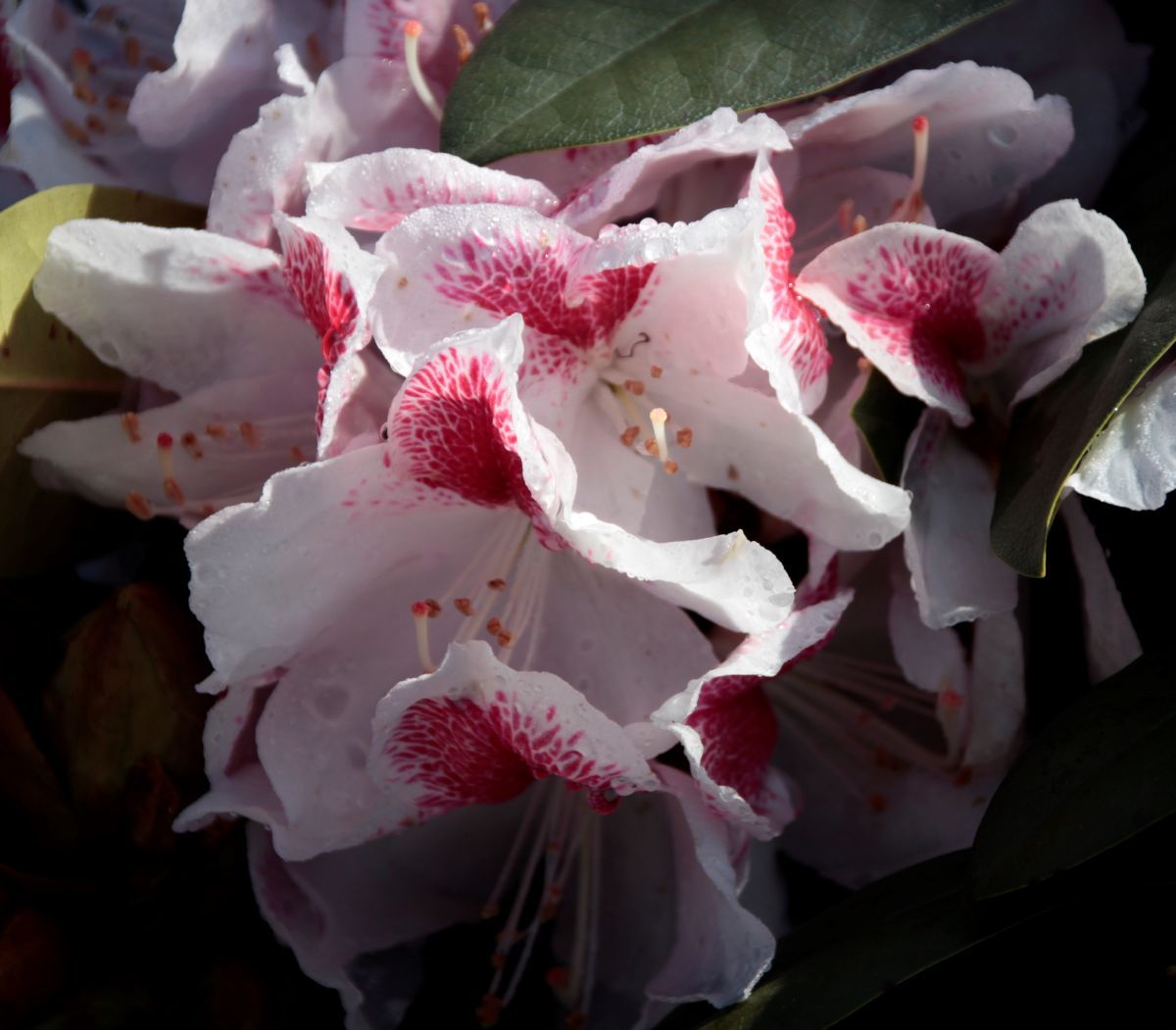 Rhododendron Belami® Rhododendron Belami®