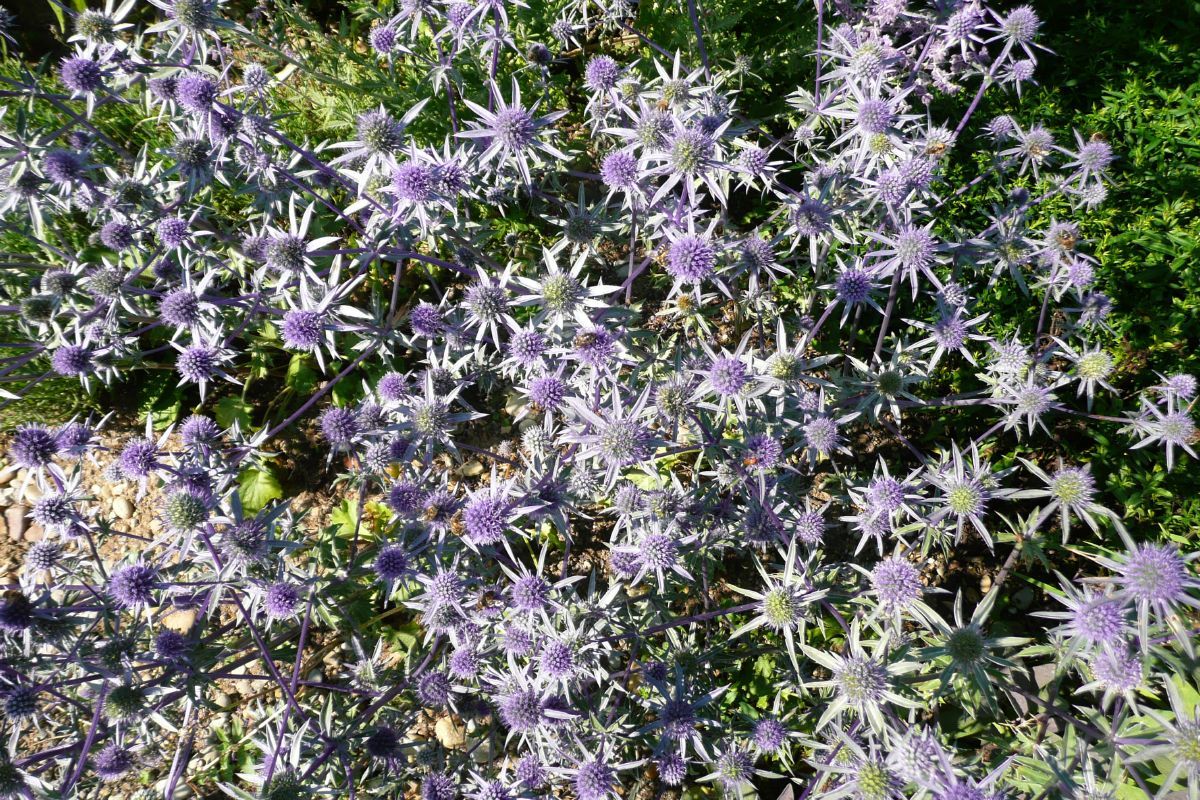 Edeldistel, Mannstreu