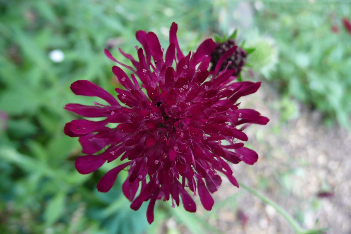 Witwenblume