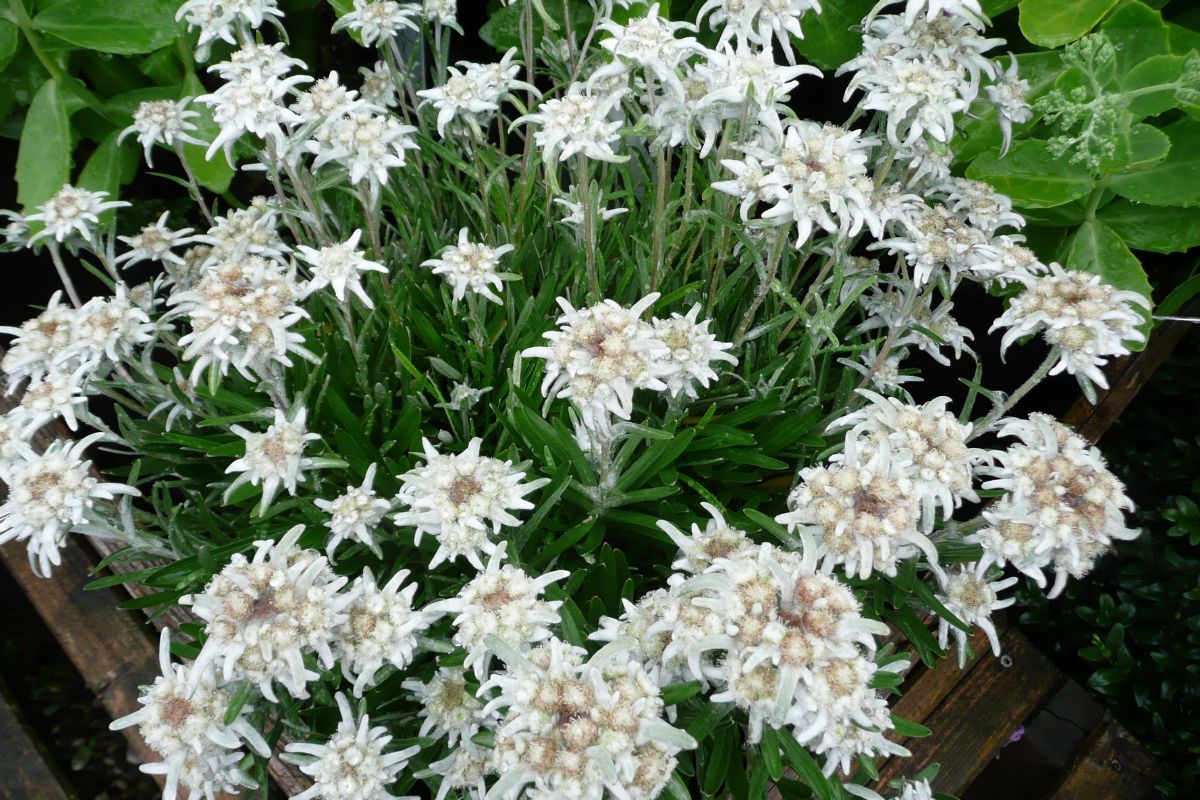 Edelweiss Edelweiss