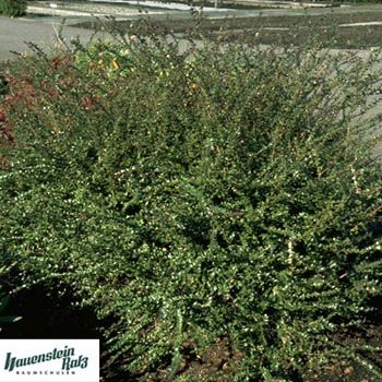 Heckenkirsche Red Tips Heckenkirsche Red Tips