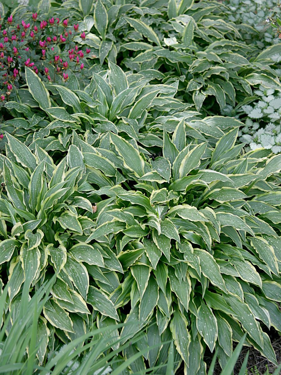 Funkie Golden Tiara Funkie Golden Tiara