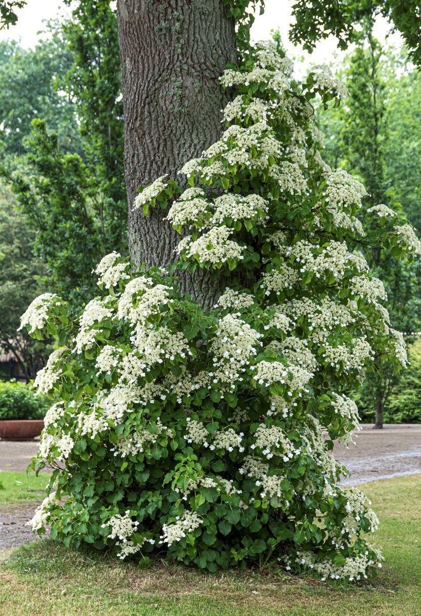 Kletterhortensie Kletterhortensie