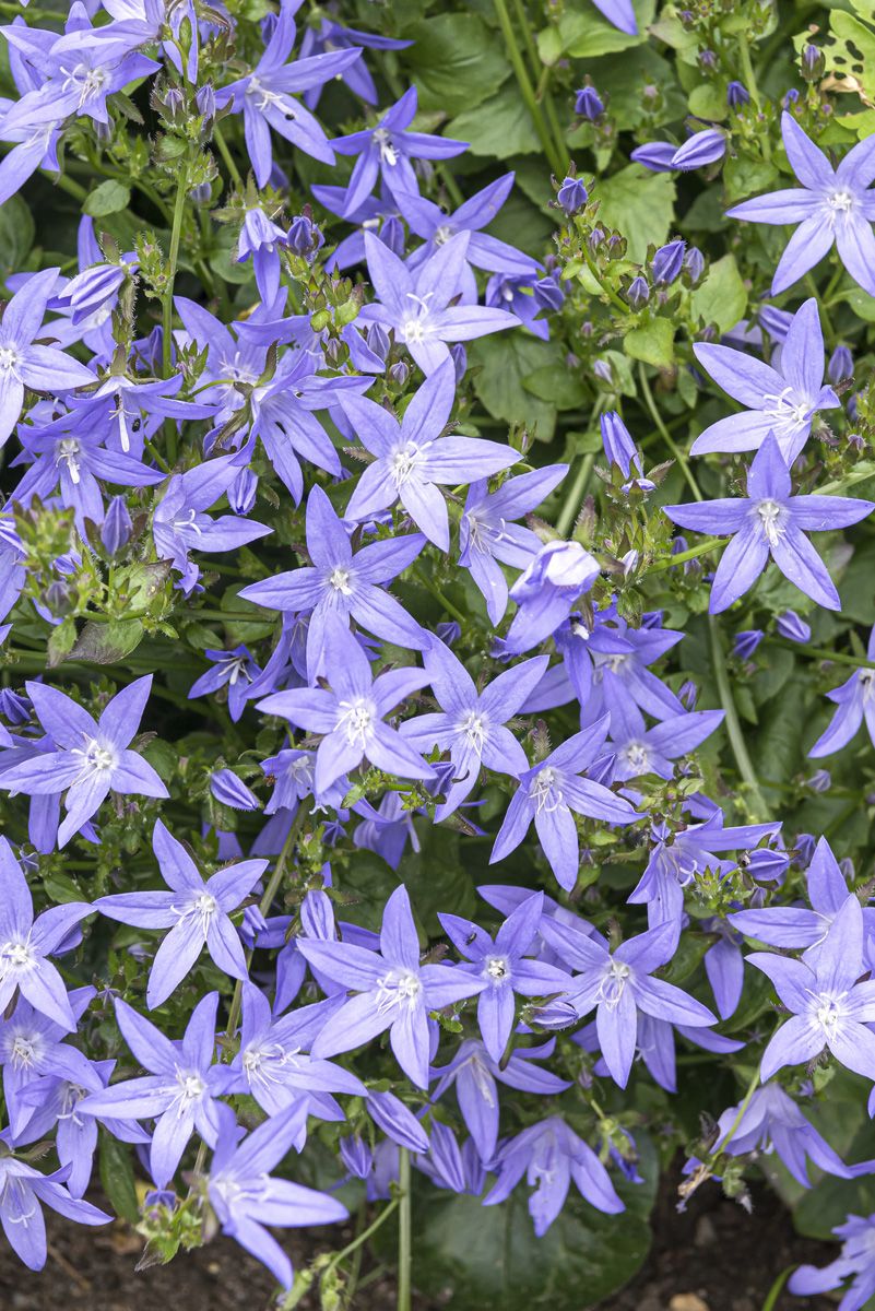 Niedere Glockenblume