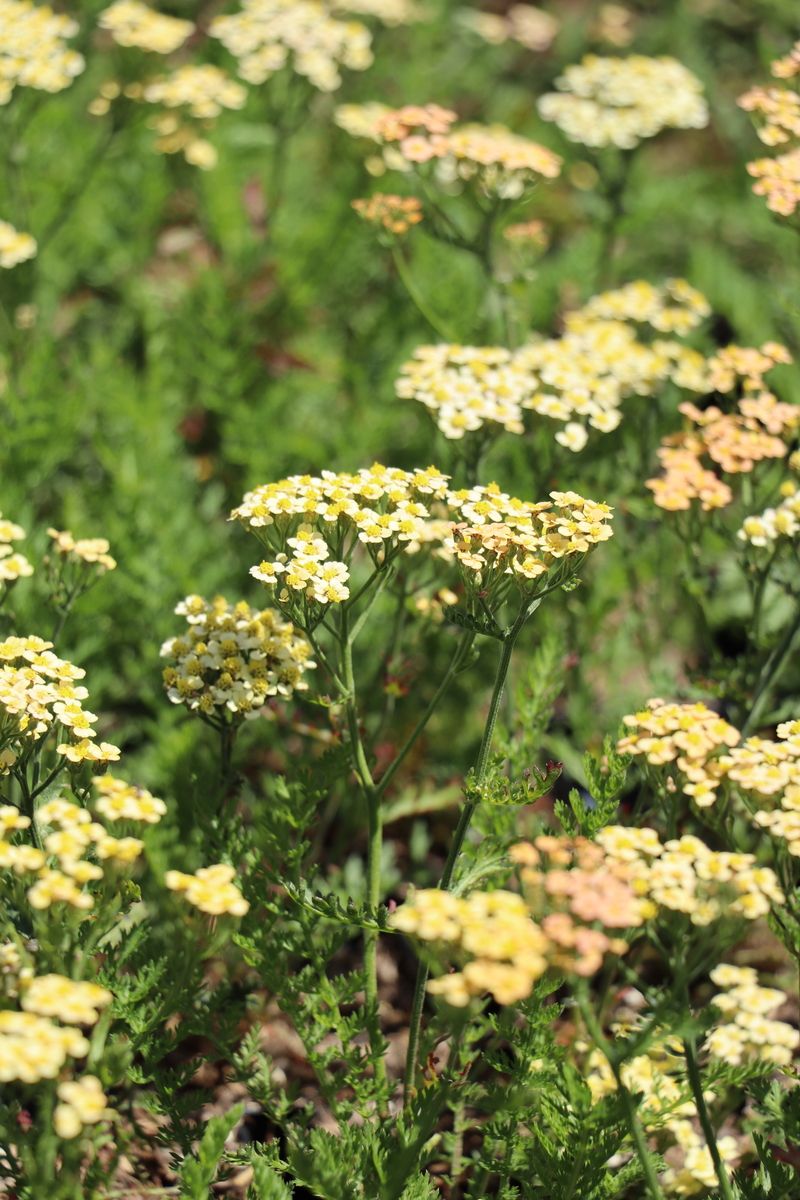 Schafgarbe Hannelore Pahl