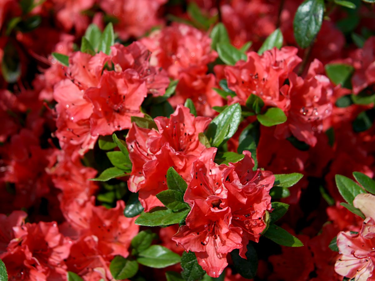 Japanische Azalee Geisha Orange