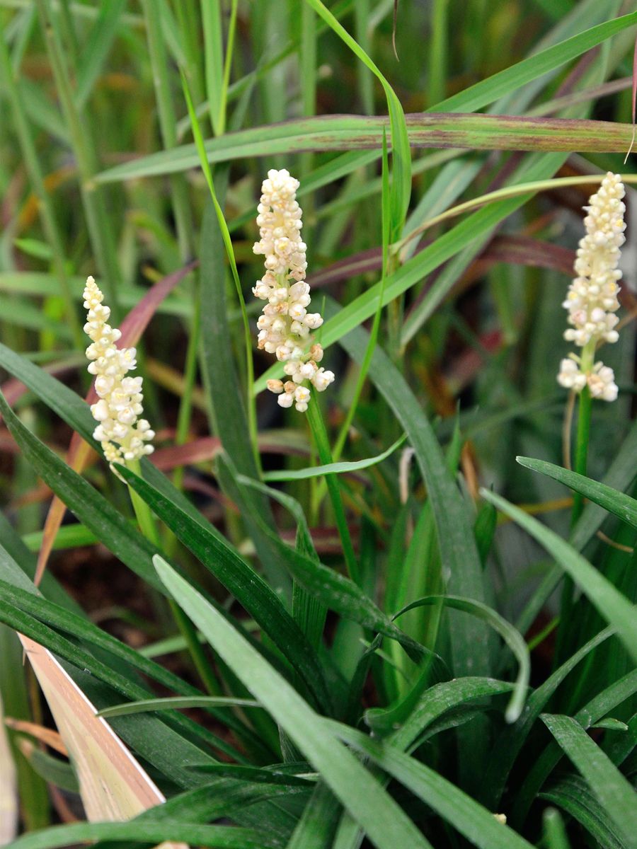 Lilientraube Monroe White Lilientraube Monroe White