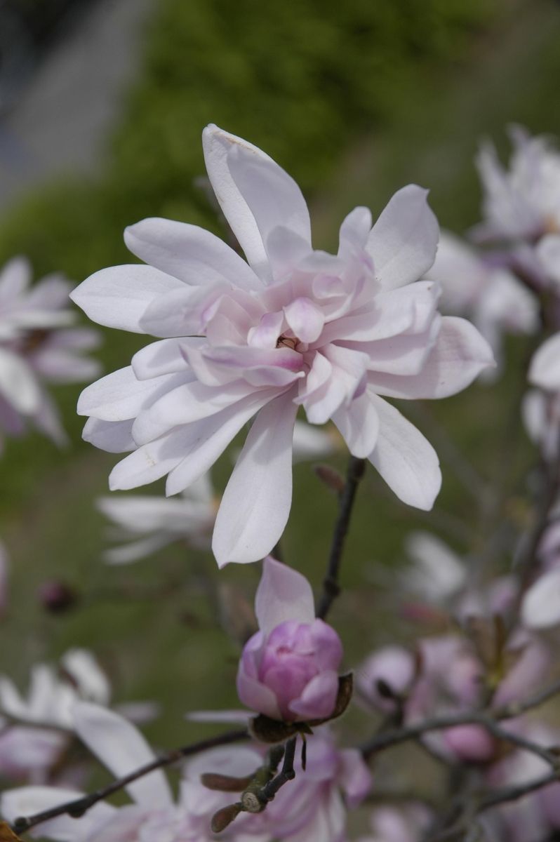 Sternmagnolie Rosea