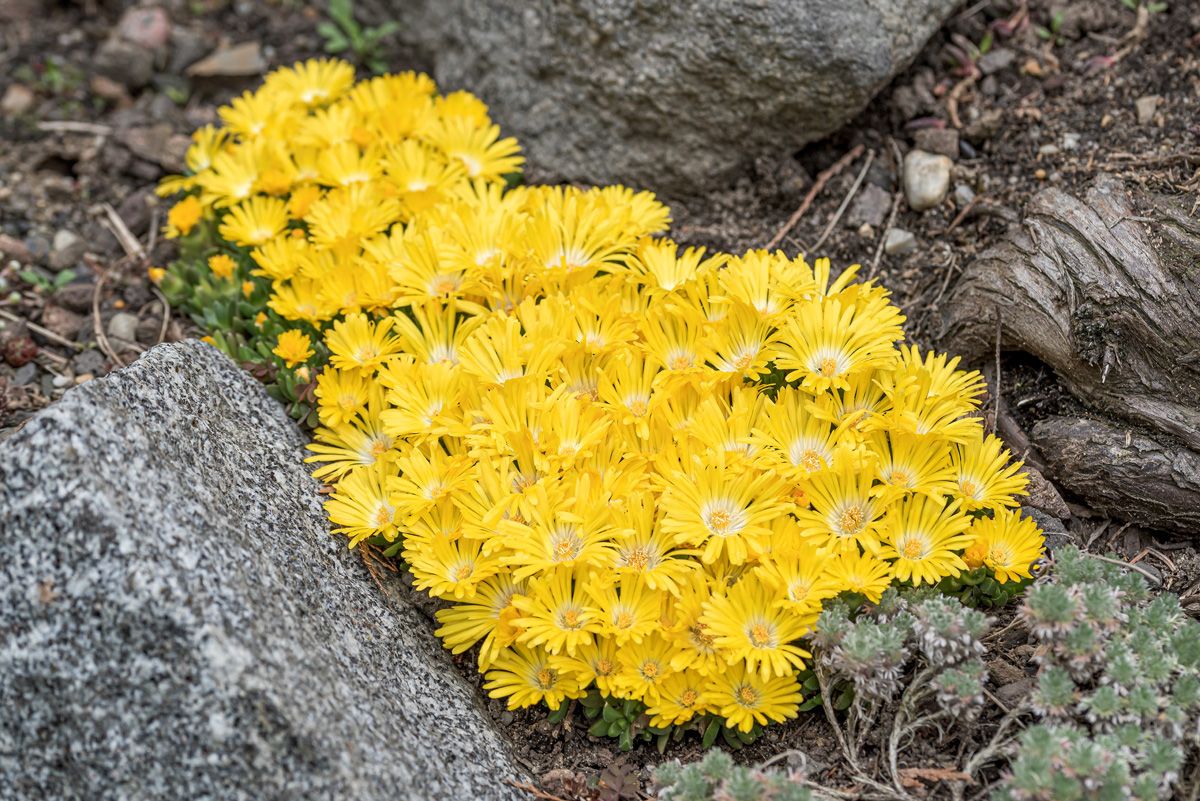Mittagsblume Gold Nugget