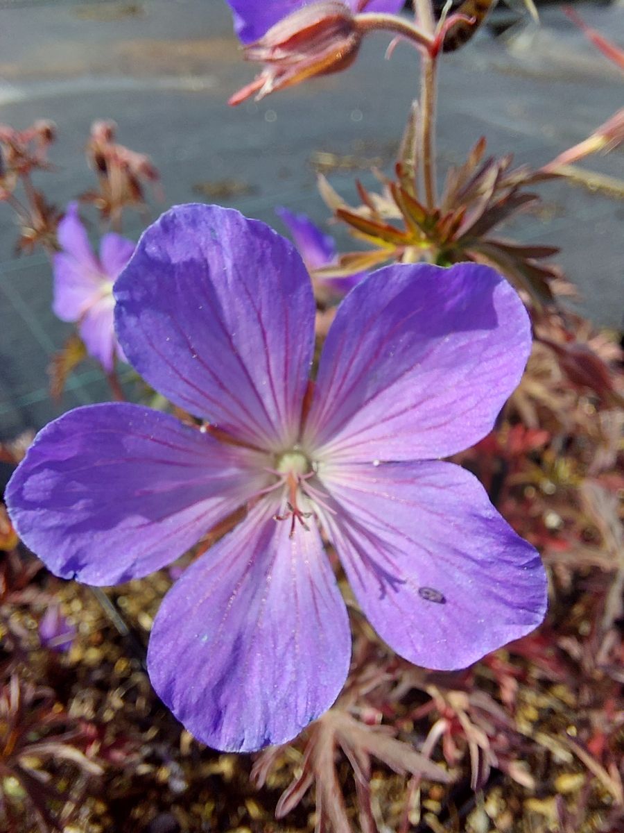Storchschnabel Femme Fatal
