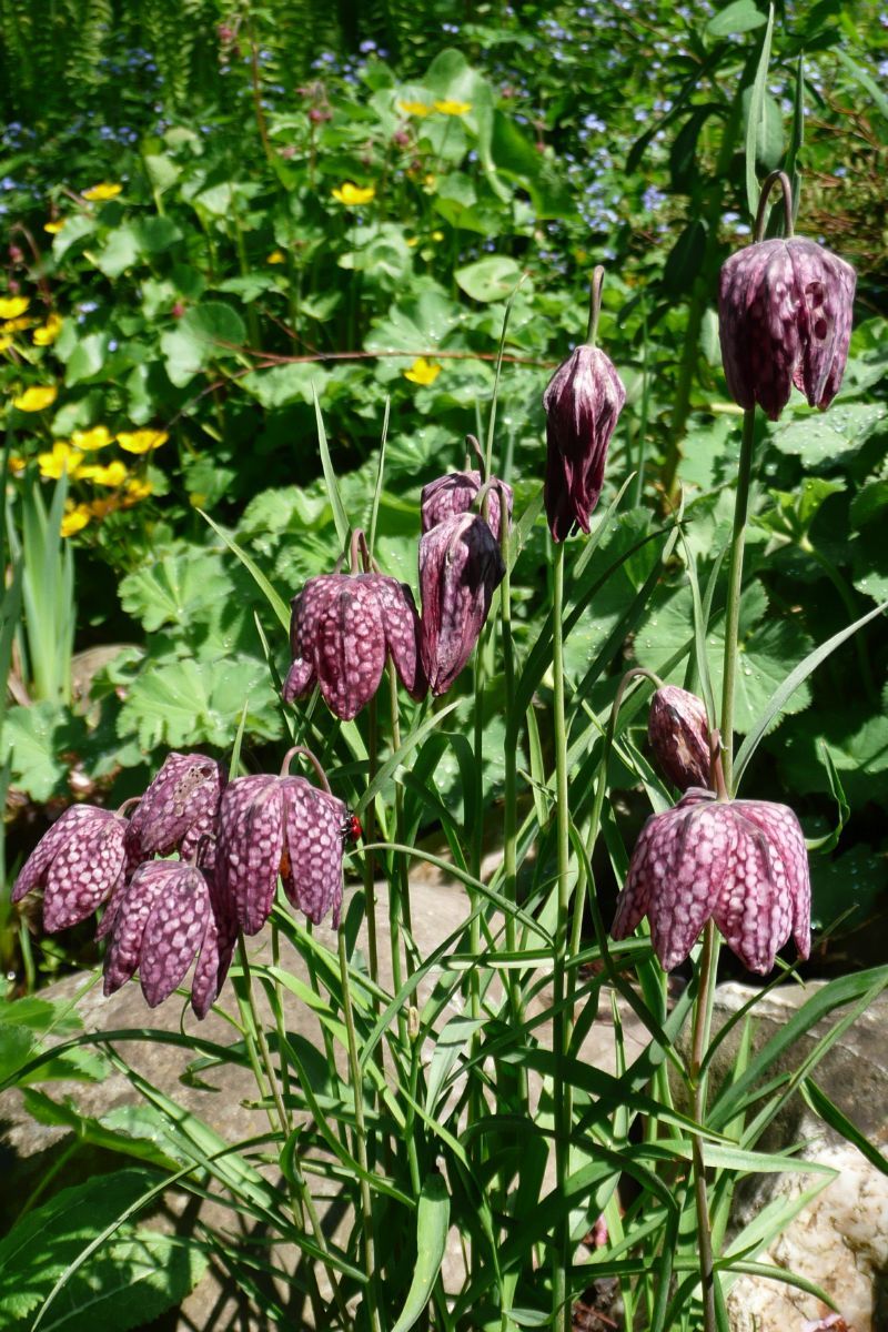 Schachbrettblume