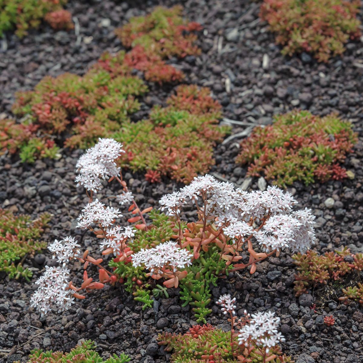 Weisser Mauerpfeffer Coral Carpet