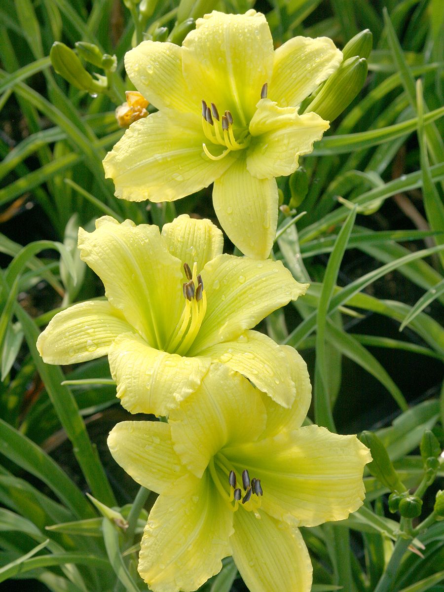 Taglilie Green Flutter