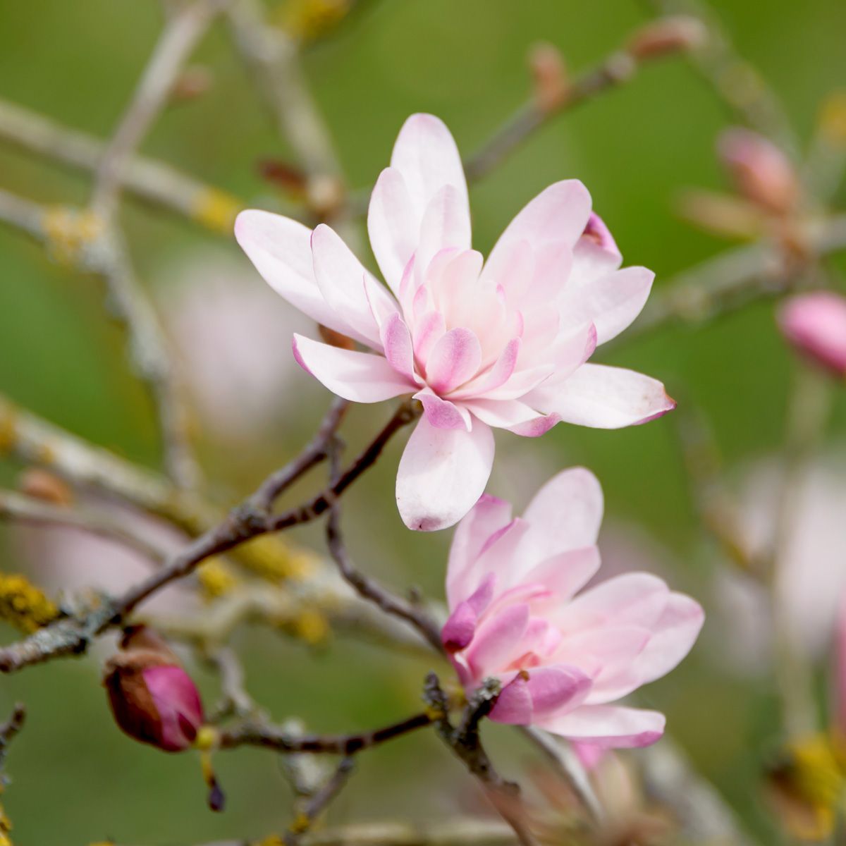 Sternmagnolie